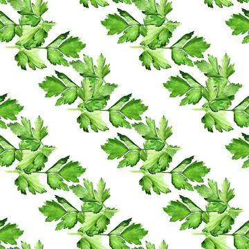 Seamless pattern with  parsley Stock Illustration