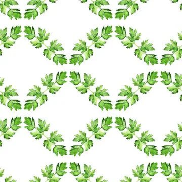 Seamless pattern with  parsley Stock Illustration