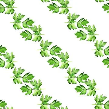 Seamless pattern with  parsley Stock Illustration