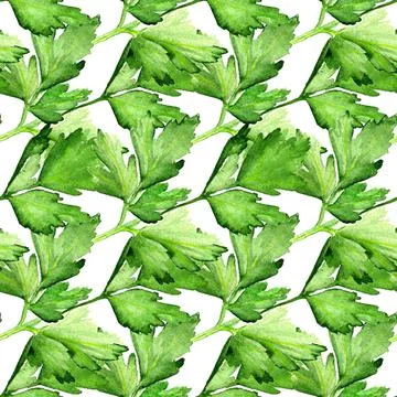 Seamless pattern with  parsley Stock Illustration