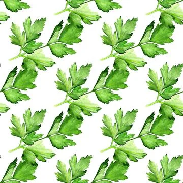 Seamless pattern with  parsley Stock Illustration