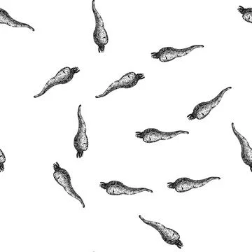 Seamless pattern parsnip root ripe sketch hand drawn Stock Illustration