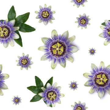 Seamless pattern with Passiflora passionflower on white background. Stock Photos