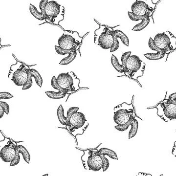 Seamless pattern passion fruit maracuya sketch hand drawn Stock Illustration