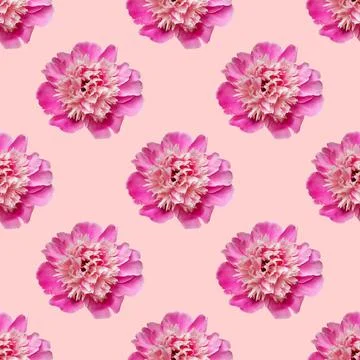 Seamless pattern with peonies on a pink background. Stock Photos