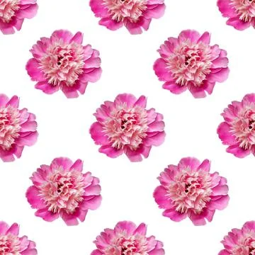 Seamless pattern with peonies on a white background. Stock Photos