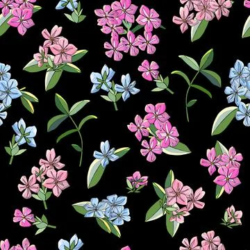 Seamless pattern with phlox flowers isolated on black. Stock Illustration