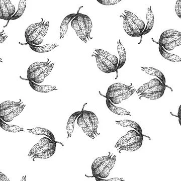 Seamless pattern physalis food berry sketch hand drawn Stock Illustration