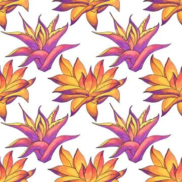 Seamless pattern pink and orange succulent haworthia, aloe vera home plant on Stock Illustration