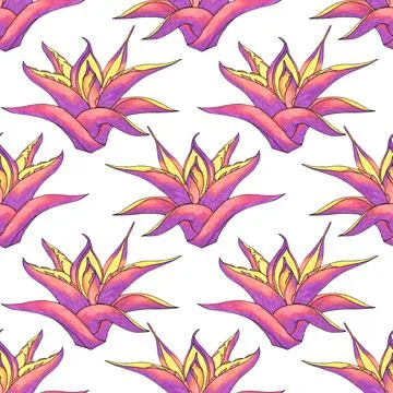 Seamless pattern pink and purple succulent haworthia or aloe vera home plant on Stock Illustration