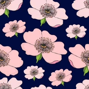 Seamless pattern of pink flowering of dog rose on dark blue. Rose hip vector  Stock Illustration