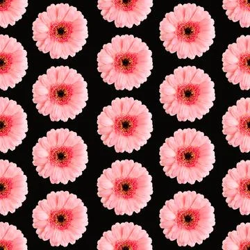 Seamless pattern of pink gerbera on a Black. Germini photo converted into a Stock Photos