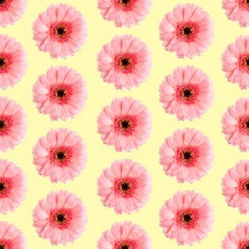 Seamless pattern of pink gerbera on a white Germini photo converted into a Stock Photos