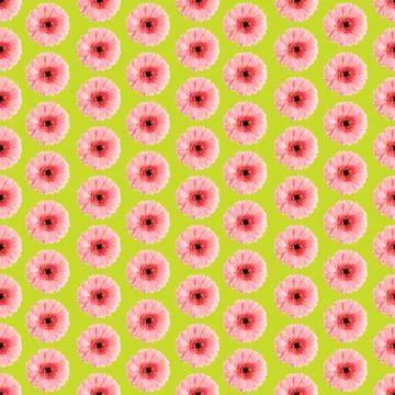 Seamless pattern of pink gerbera on a white Germini photo converted into a Stock Photos