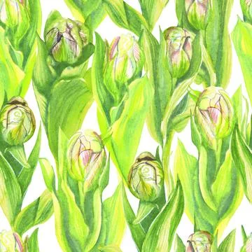 Seamless pattern of pink peony-shaped tulips in watercolor Stock Illustration
