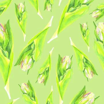 Seamless pattern of pink peony-shaped tulips in watercolor Stock Illustration
