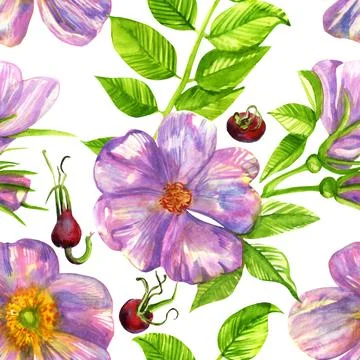 Seamless pattern pink rosehip with leaves and fruits watercolor Stock Illustration