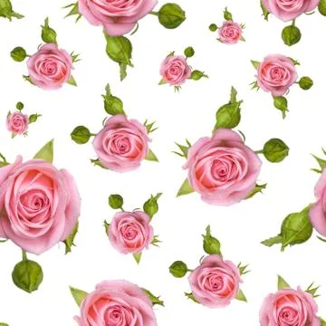 Seamless pattern with a pink roses on a white background. Foto stock