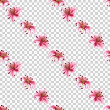 Seamless pattern of pink tiger lily flowers, hand drawn watercolor illustration Stock Illustration