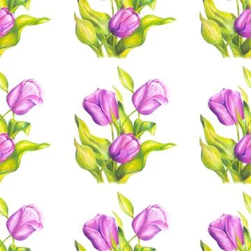 Seamless pattern of pink tulips hand drawn with colored pencils on white Stock Illustration