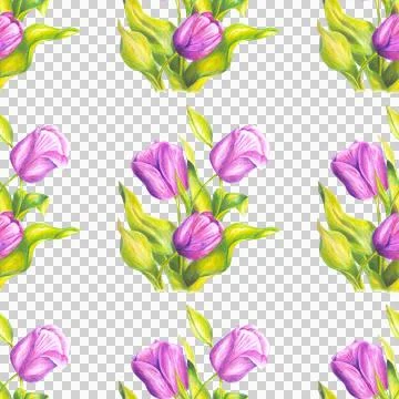 Seamless pattern of pink tulips hand drawn with colored pencils on white Stock Illustration