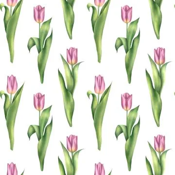 Seamless pattern with pink tulips Stock Illustration