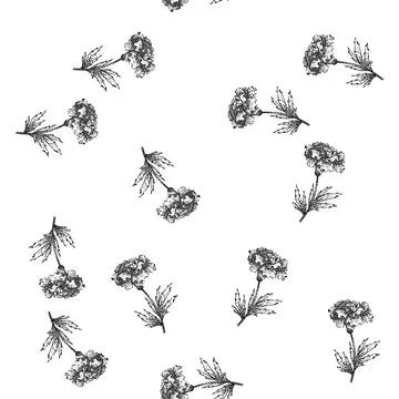 Seamless pattern plant marigold sketch hand drawn Stock Illustration