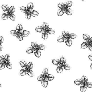 Seamless pattern plant marjoram sketch hand drawn Stock Illustration