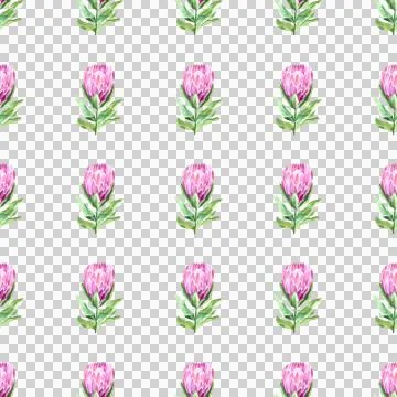 Seamless pattern of protea pink flower, hand drawn watercolor painting on white Stock Illustration