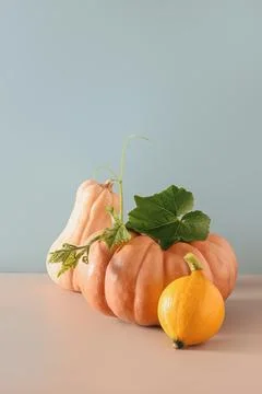 Seamless pattern of pumpkins with shadow. Autumn harvest eco concept. Stock Photos