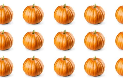Seamless pattern with pumpkins on white background Stock Photos