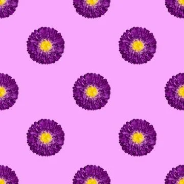Seamless pattern with purple Aster flowers on pink background. Stock Photos