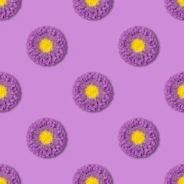 Seamless pattern with purple Aster flowers on purple background. Stock Photos