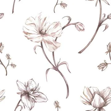 Seamless pattern ranunculus monochrome isolated on white. Watercolor hand draw Stock Illustration