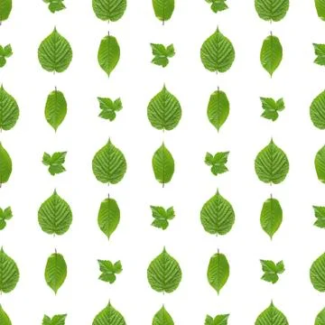 Seamless pattern of raspberry leaves, currant leaves and sweet cherry leaves  스톡 사진