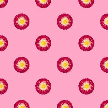 Seamless pattern with red Aster flowers on pink background. Floral pattern. Stock Photos