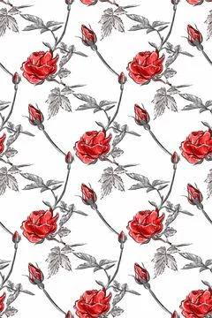 Seamless pattern. Red bush rose. Light pastel sketch on a white background. Stock Illustration