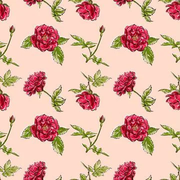 Seamless pattern. Red bush rose. Light pastel sketch. Stock Illustration