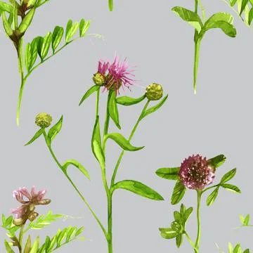 Seamless pattern of red clover and blooming peas watercolor Stock Illustration