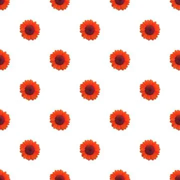 Seamless Pattern of Red Orange Sunflowers Isolated on White Background Stock Photos