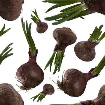 Seamless pattern with red sprouted onion bulbs Stock Photos