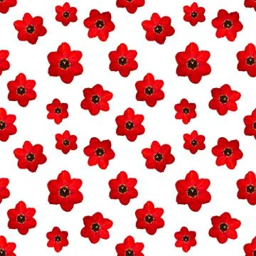 Seamless pattern. Red tulip on white background. Фото