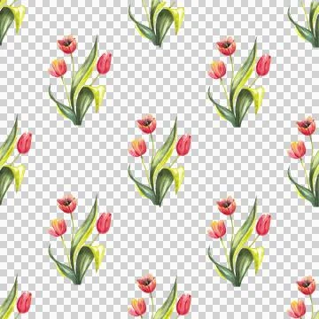 Seamless pattern of red tulips with leaves on white, hand drawn watercolor Stock Illustration