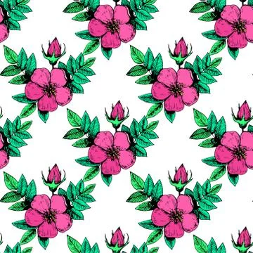 Seamless pattern with regular vintage dog rose flowers. Stock Illustration