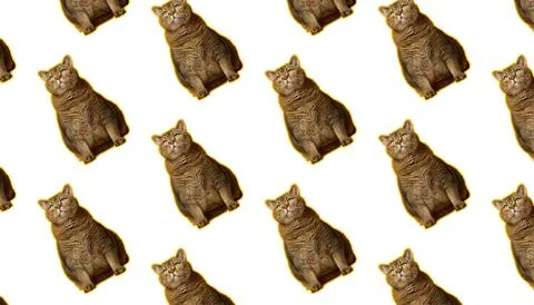 Seamless pattern of repeating sitting ginger cats with yellow outline on is.. Stock Photos