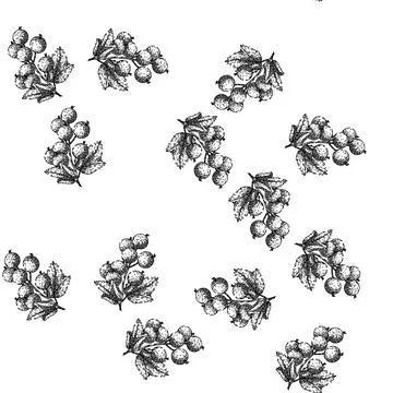 Seamless pattern ripe black currant sketch hand drawn Stock Illustration