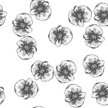 Seamless pattern rose begonia sketch hand drawn Stock Illustration