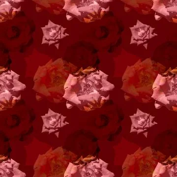 Seamless pattern with rose on red background. Floral romantic collage Stock Photos