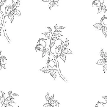 Seamless pattern with rosehip branch on white background. Vector Illustrati.. Stock Illustration