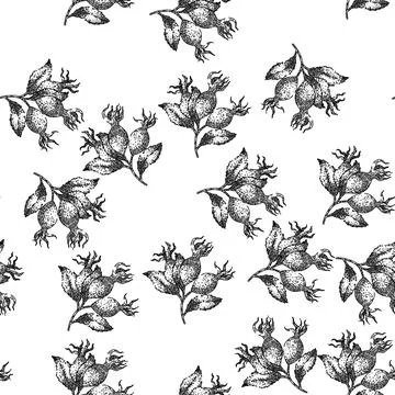 Seamless pattern rosehip plant fresh sketch hand drawn Illustrazione stock